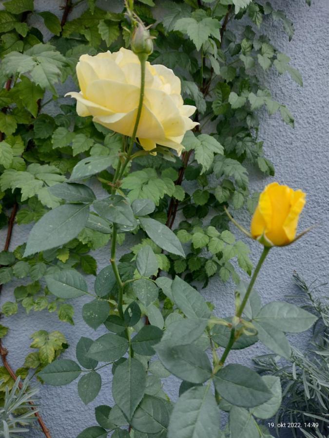 Apartmani Domo Sd 斯梅代雷沃 外观 照片